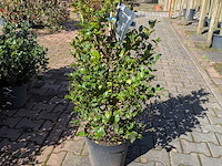 Partij planten en bomen in pot - afbeelding 6 van  21