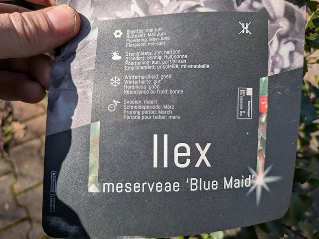 Partij planten en bomen in pot - afbeelding 7 van  21