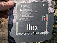 Partij planten en bomen in pot - afbeelding 7 van  21