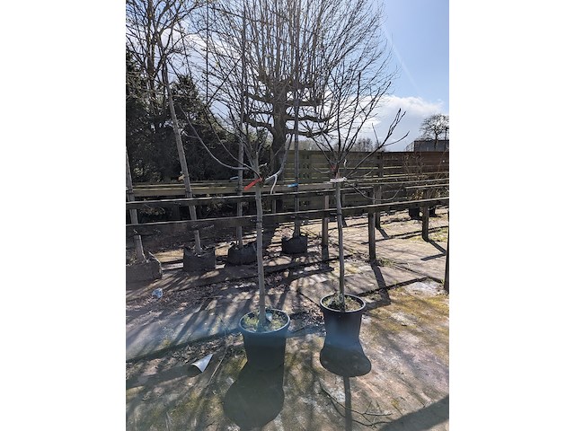 Partij planten en bomen in pot - afbeelding 8 van  21