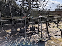 Partij planten en bomen in pot - afbeelding 8 van  21