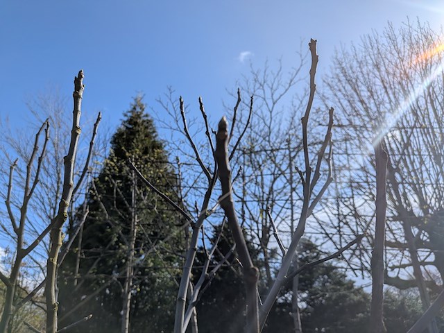 Partij planten en bomen in pot - afbeelding 9 van  21