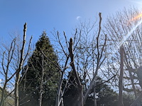 Partij planten en bomen in pot - afbeelding 9 van  21