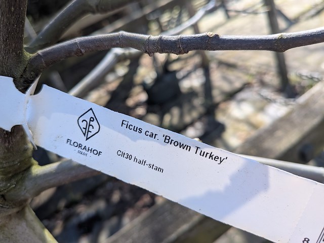 Partij planten en bomen in pot - afbeelding 10 van  21