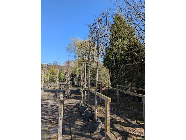 Partij planten en bomen in pot - afbeelding 11 van  21