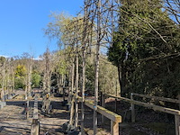 Partij planten en bomen in pot - afbeelding 11 van  21