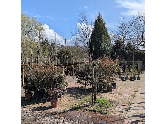 Partij planten en bomen in pot - afbeelding 1 van  21