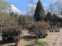 Partij planten en bomen in pot - afbeelding 1 van  21