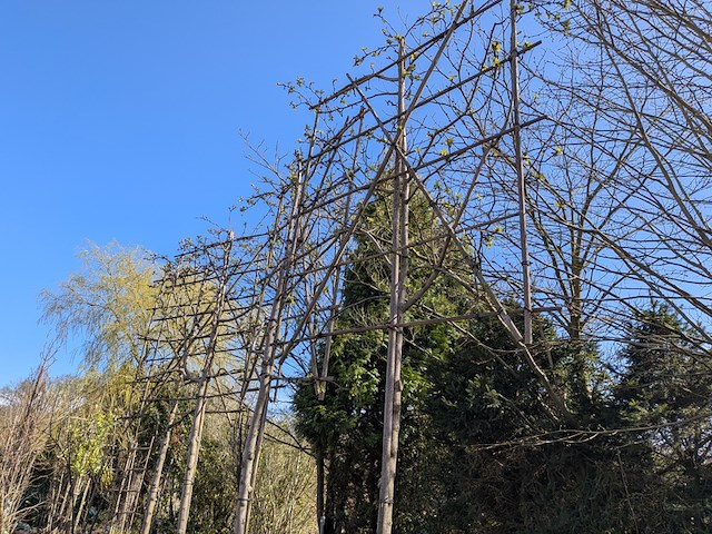 Partij planten en bomen in pot - afbeelding 13 van  21