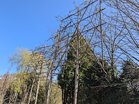 Partij planten en bomen in pot - afbeelding 13 van  21