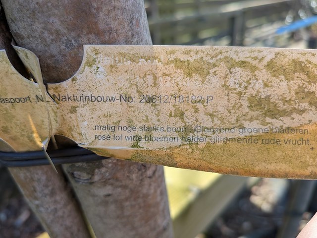 Partij planten en bomen in pot - afbeelding 14 van  21