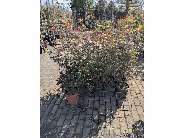 Partij planten en bomen in pot - afbeelding 12 van  21