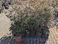 Partij planten en bomen in pot - afbeelding 12 van  21