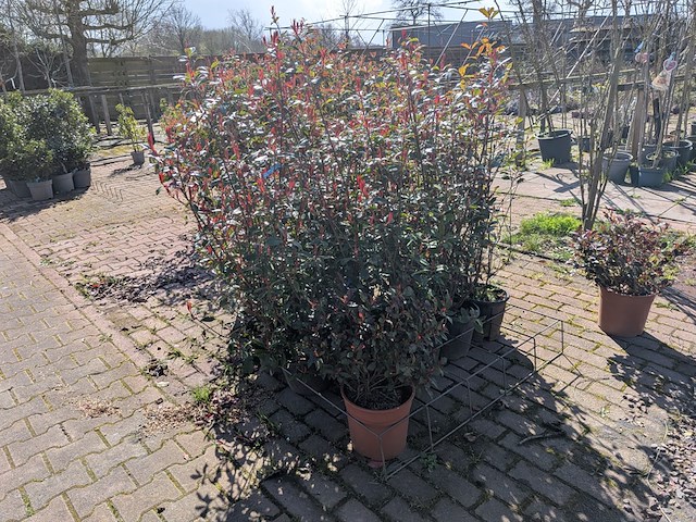 Partij planten en bomen in pot - afbeelding 15 van  21