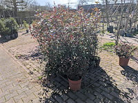 Partij planten en bomen in pot - afbeelding 15 van  21