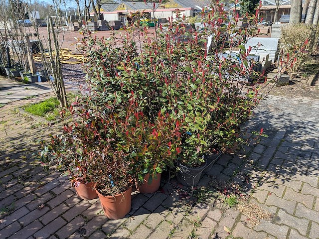 Partij planten en bomen in pot - afbeelding 16 van  21