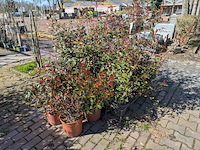 Partij planten en bomen in pot - afbeelding 16 van  21