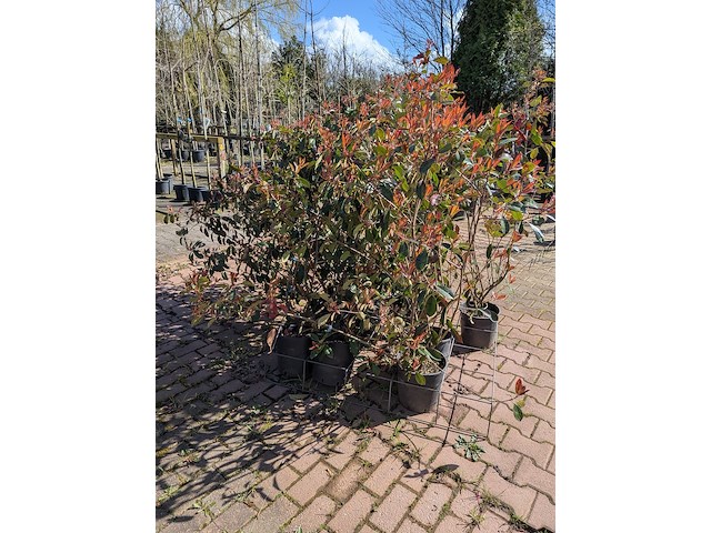 Partij planten en bomen in pot - afbeelding 17 van  21