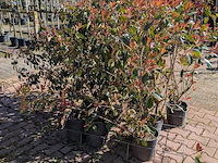 Partij planten en bomen in pot - afbeelding 17 van  21