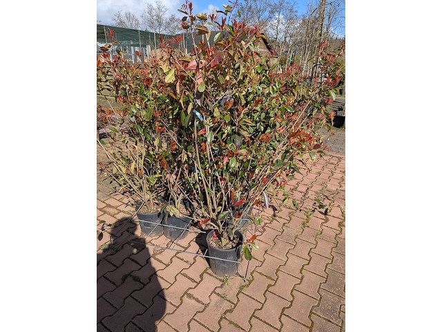 Partij planten en bomen in pot - afbeelding 18 van  21