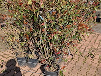 Partij planten en bomen in pot - afbeelding 18 van  21