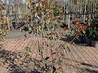 Partij planten en bomen in pot - afbeelding 19 van  21