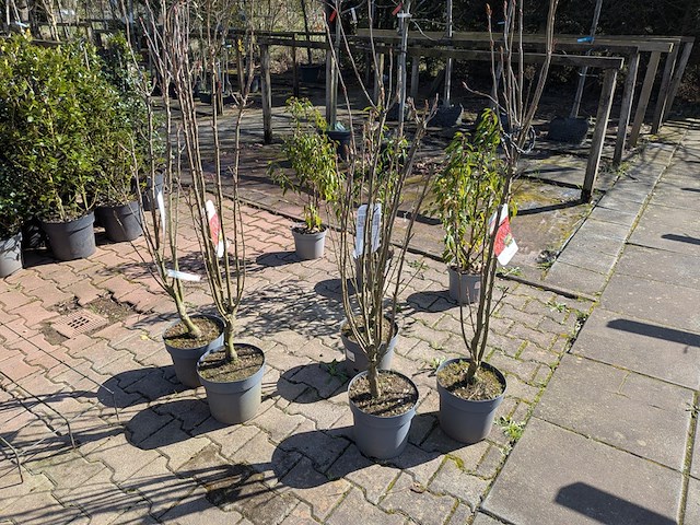 Partij planten en bomen in pot - afbeelding 20 van  21