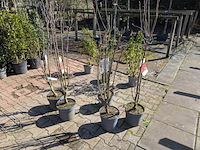 Partij planten en bomen in pot - afbeelding 20 van  21