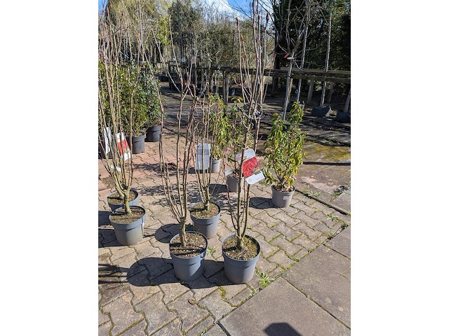 Partij planten en bomen in pot - afbeelding 21 van  21