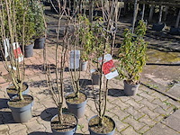 Partij planten en bomen in pot - afbeelding 21 van  21