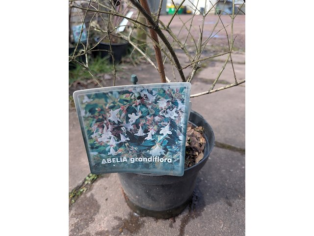 Partij planten en bomen in pot - afbeelding 2 van  62