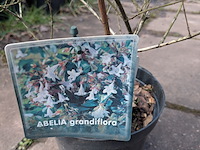 Partij planten en bomen in pot - afbeelding 2 van  62