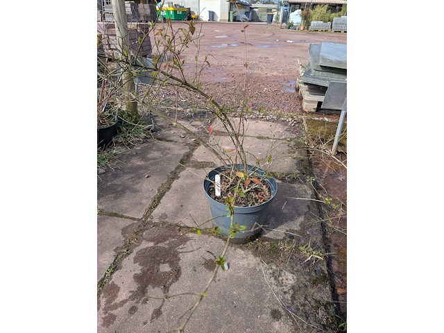 Partij planten en bomen in pot - afbeelding 3 van  62