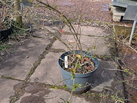 Partij planten en bomen in pot - afbeelding 3 van  62