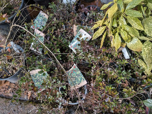 Partij planten en bomen in pot - afbeelding 4 van  62