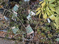 Partij planten en bomen in pot - afbeelding 4 van  62