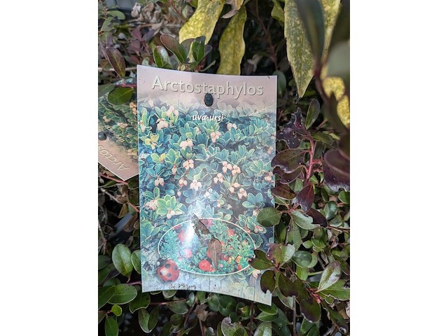 Partij planten en bomen in pot - afbeelding 5 van  62