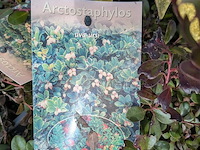 Partij planten en bomen in pot - afbeelding 5 van  62