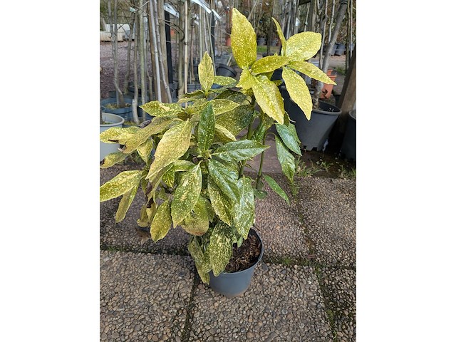 Partij planten en bomen in pot - afbeelding 6 van  62