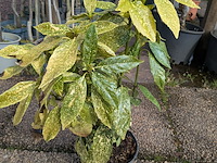 Partij planten en bomen in pot - afbeelding 6 van  62