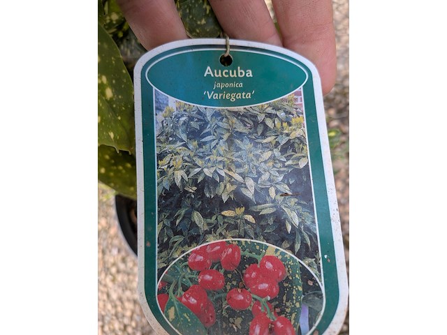 Partij planten en bomen in pot - afbeelding 7 van  62