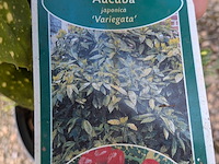 Partij planten en bomen in pot - afbeelding 7 van  62