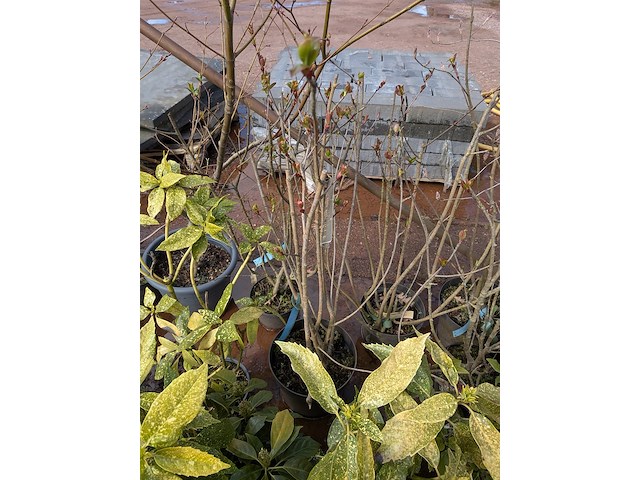 Partij planten en bomen in pot - afbeelding 8 van  62