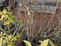 Partij planten en bomen in pot - afbeelding 8 van  62