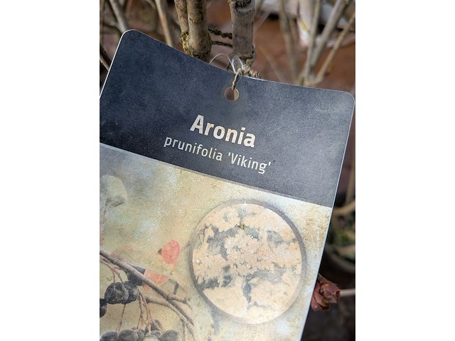 Partij planten en bomen in pot - afbeelding 9 van  62