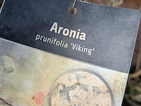 Partij planten en bomen in pot - afbeelding 9 van  62