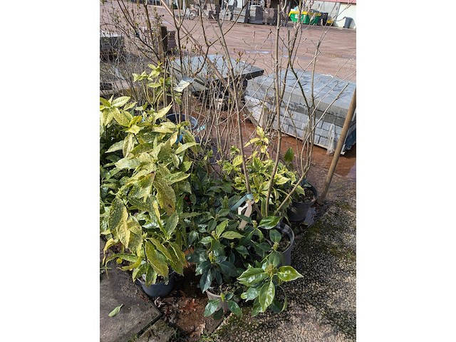 Partij planten en bomen in pot - afbeelding 10 van  62