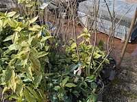 Partij planten en bomen in pot - afbeelding 10 van  62