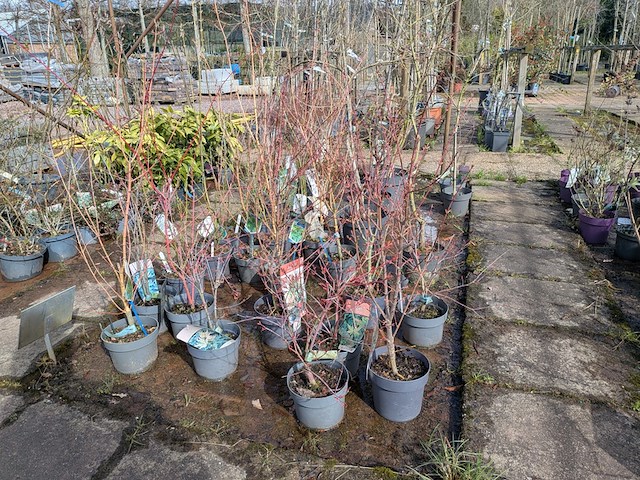 Partij planten en bomen in pot - afbeelding 11 van  62