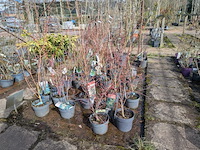 Partij planten en bomen in pot - afbeelding 11 van  62